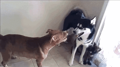千万别被猛犬小时候的样子给骗了