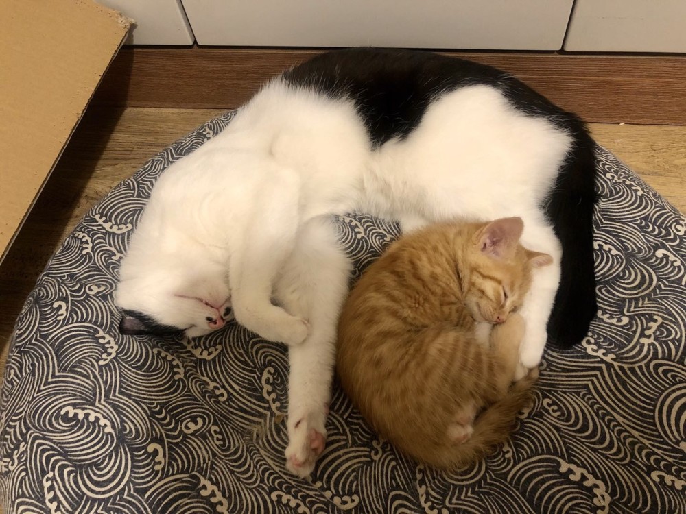 猫,睡觉,可爱萌宠,搞笑动物,喵星人