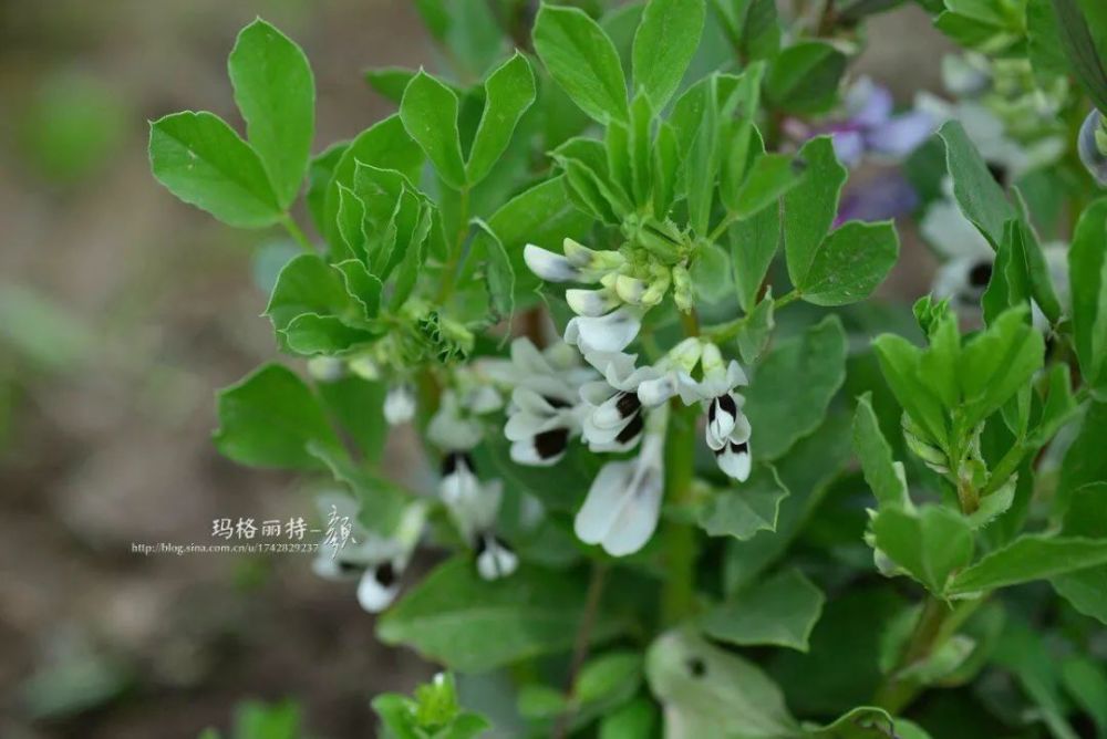 毛豆开花很袖珍, 大多呈紫色或白色, 像mini版的豌豆花