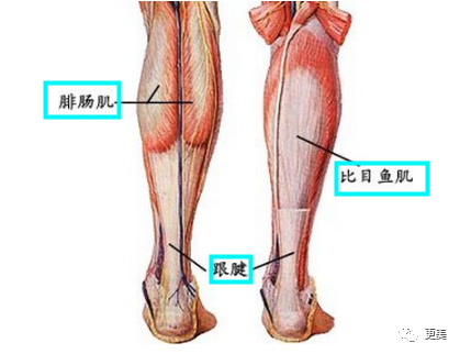 正常状态下,足弓处的足骨应该像一个拱形,能很好地缓冲人体重量.