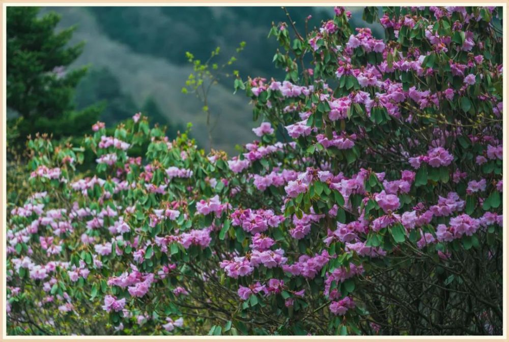 神农架杜鹃花大面积盛开