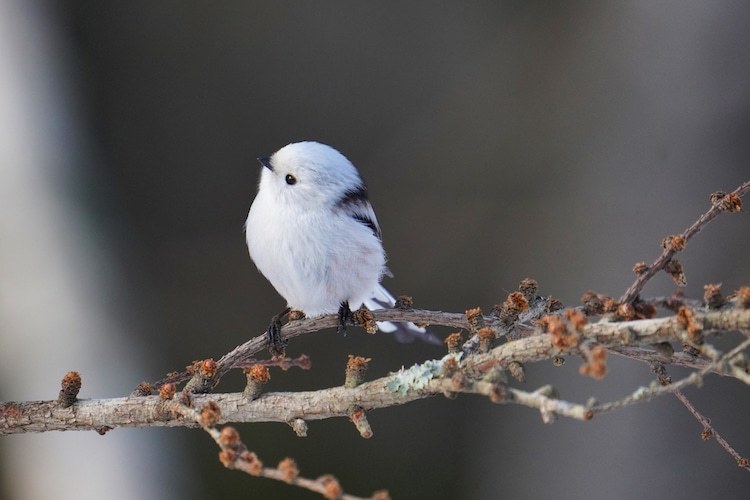 日本特产小鸟,长得像小棉球的长尾山雀,身体娇小生活在寒冷的北海道
