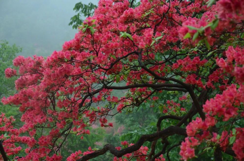 杜鹃艳,人间仙境来 一起欣赏这绝美花海 以上实景拍摄于西泰山情侣峰6