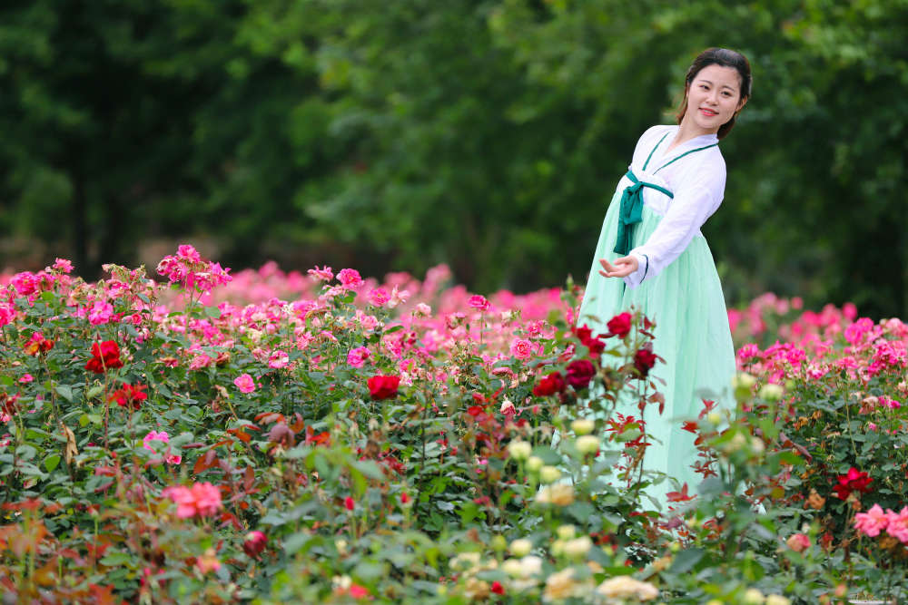 武汉近郊的赏花地:3800亩,160种玫瑰,整个湖北绝无仅有