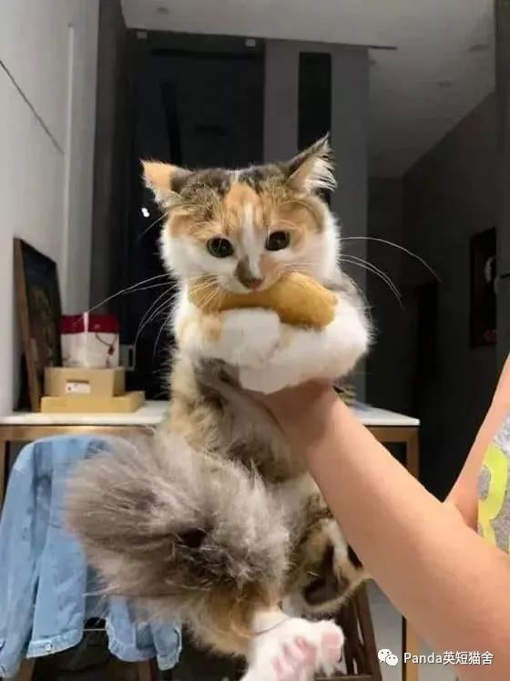 猫猫为了主人在所不惜,努力到每一瓣山竹jio jio都劈叉了!