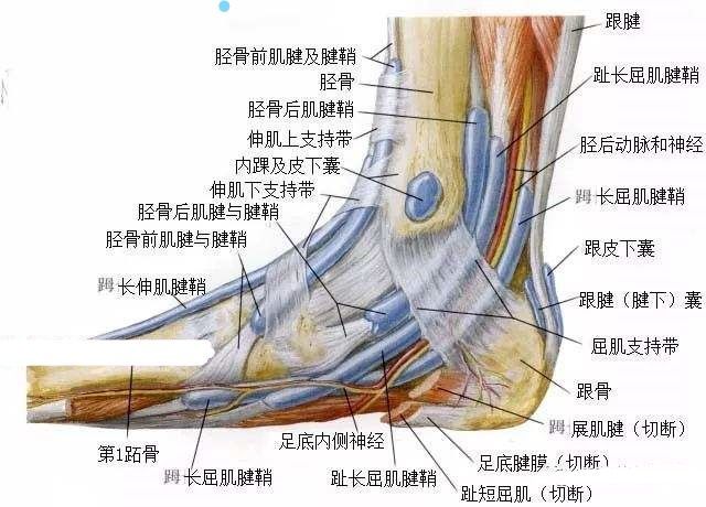 随着崴脚次数的增多,踝关节会出现继发损伤,如骨头挫伤,软骨损伤,肌腱