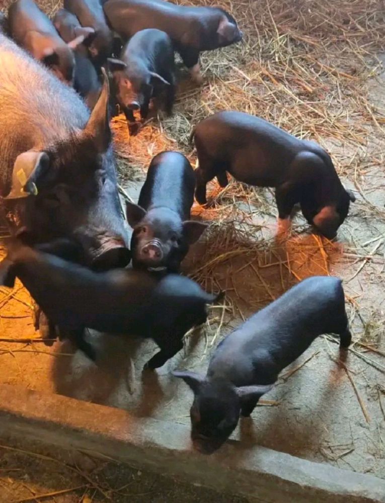猪仔,猪肉