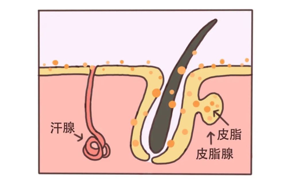 皮肤问题也就越多 「皮脂腺」分泌的「皮脂」 会输送到我们的毛囊导管