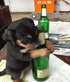 搞笑gif:表情是抗拒的,内心是期待,一看就是色猫咪