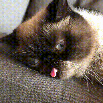 猫咪拍照时爱"吐舌头",看着很懂事,性格霸道特别宅,只