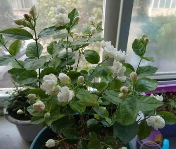 5,6月养花选茉莉盆栽,注意4个要点,可满屋飘香,驱走蚊蝇