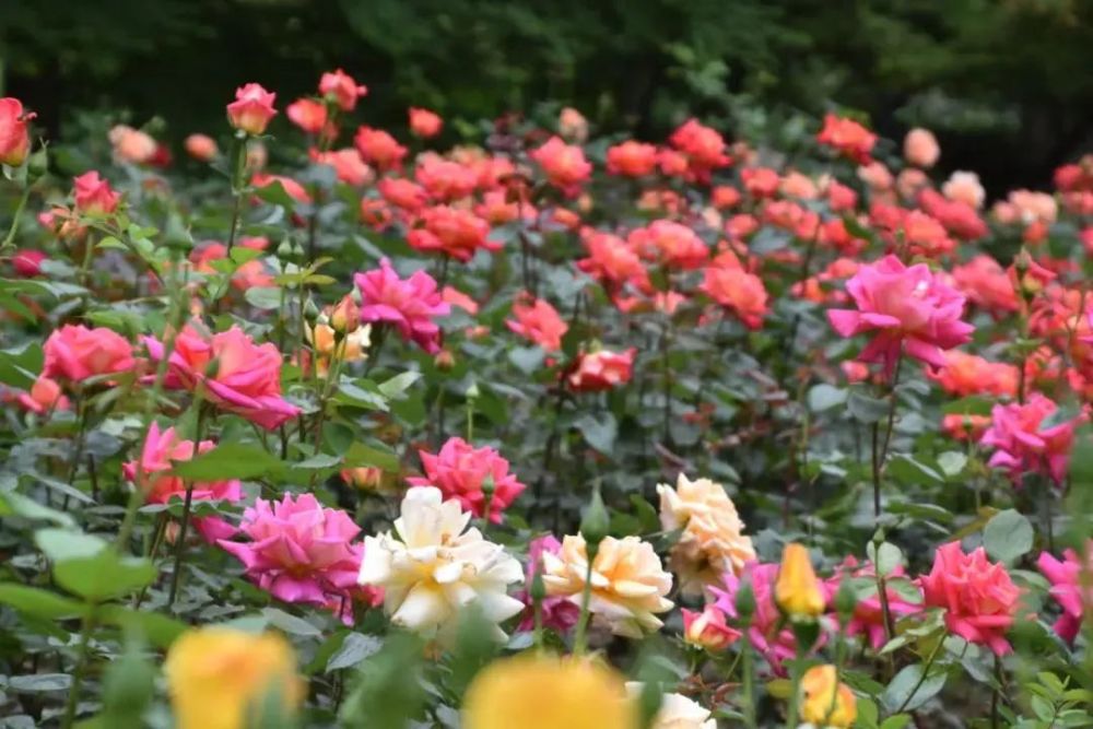 盛开在申城公园的月季花,带你来欣赏
