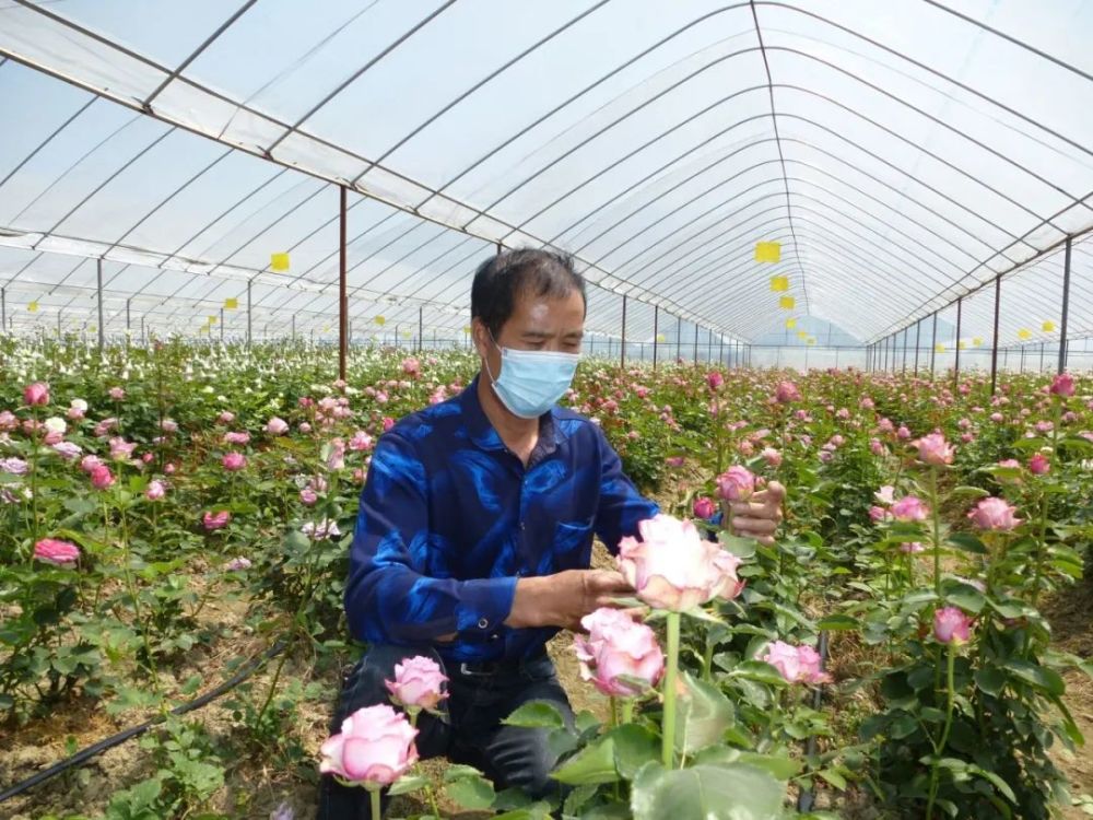 大箕铺镇,花卉,李名付,大棚,鲜花,切花