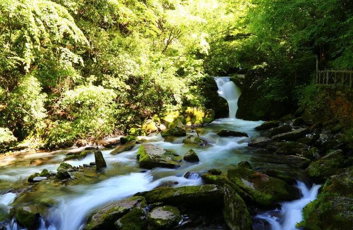 神龙,神农架林区,湖北,西北,大九湖,高山,天燕景区,燕天景区,湿地公园