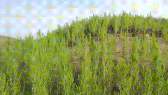 绿树抽枝,山花烂漫.