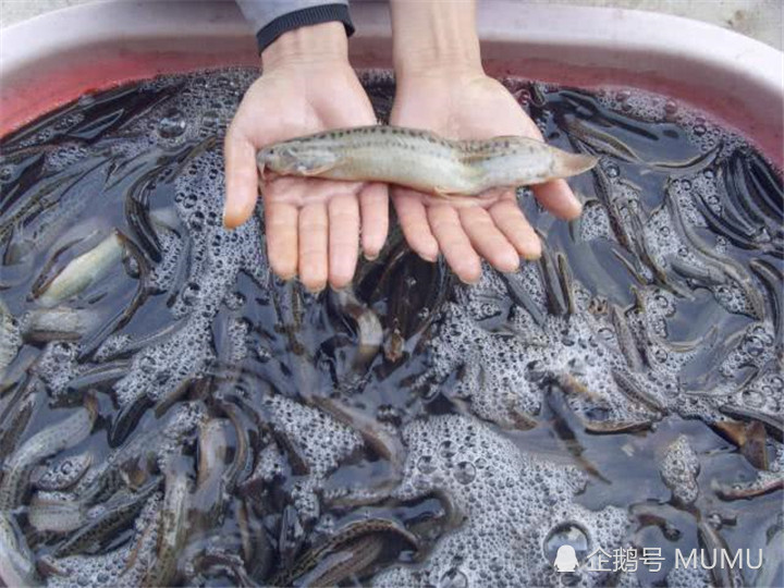 旅游,美食,鱼,泥鳅,美味