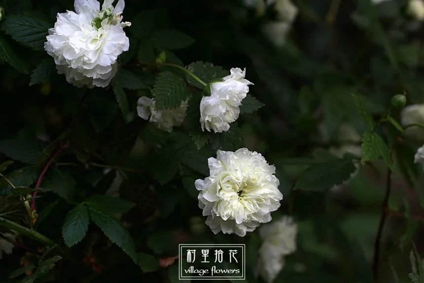 荼蘼 花开 色白而大, 白花缀满浓荫,芳香袭人.