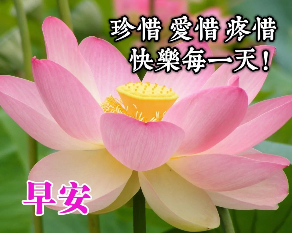 俏皮的早上好问候语,早安唯美的图片表情