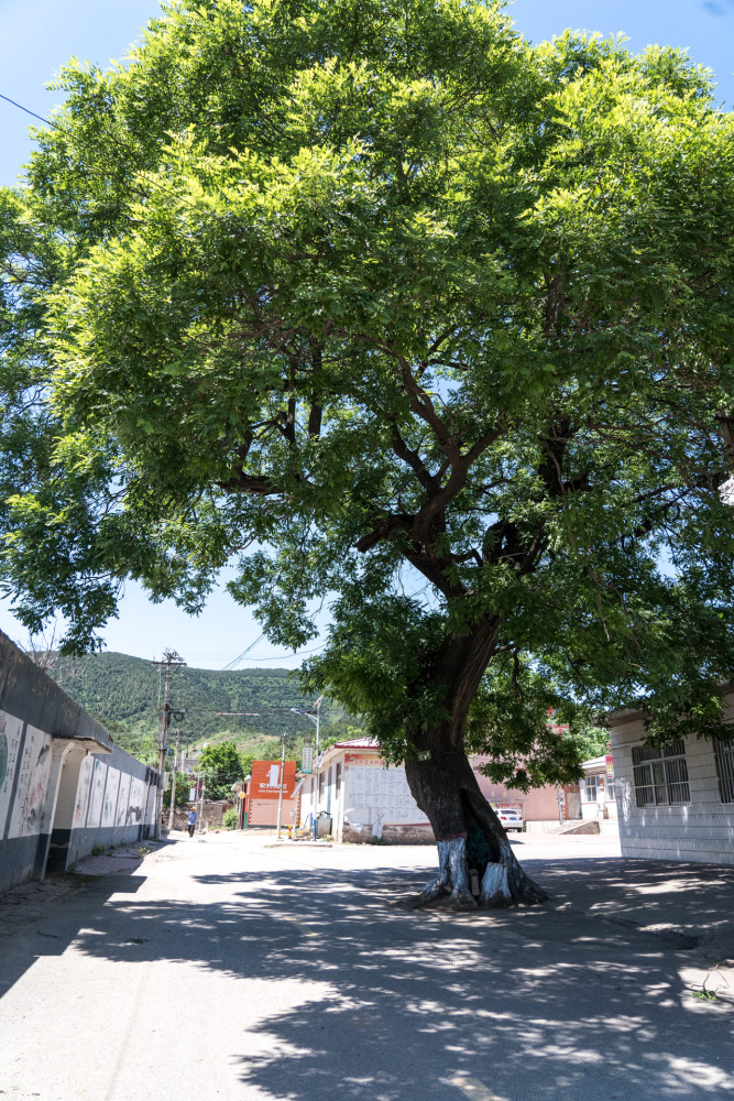 北方古树,600年老槐树,最神奇树,长板凳树,山村奇观