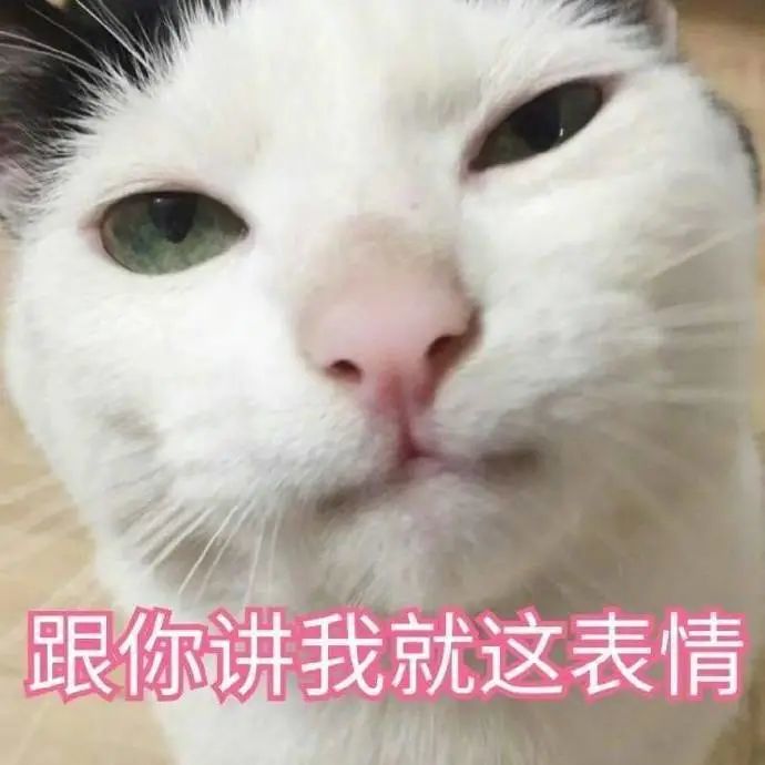 猫咪表情包:在等一个亲亲