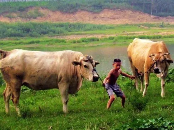 "初生牛犊不怕虎",属牛人明天将有"大喜上身",早接早吉利!