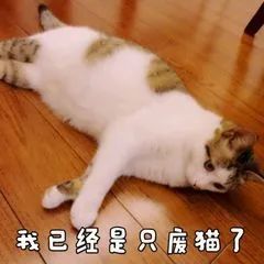 我差不多是只废猫了表情包,朕已经是只废猫了