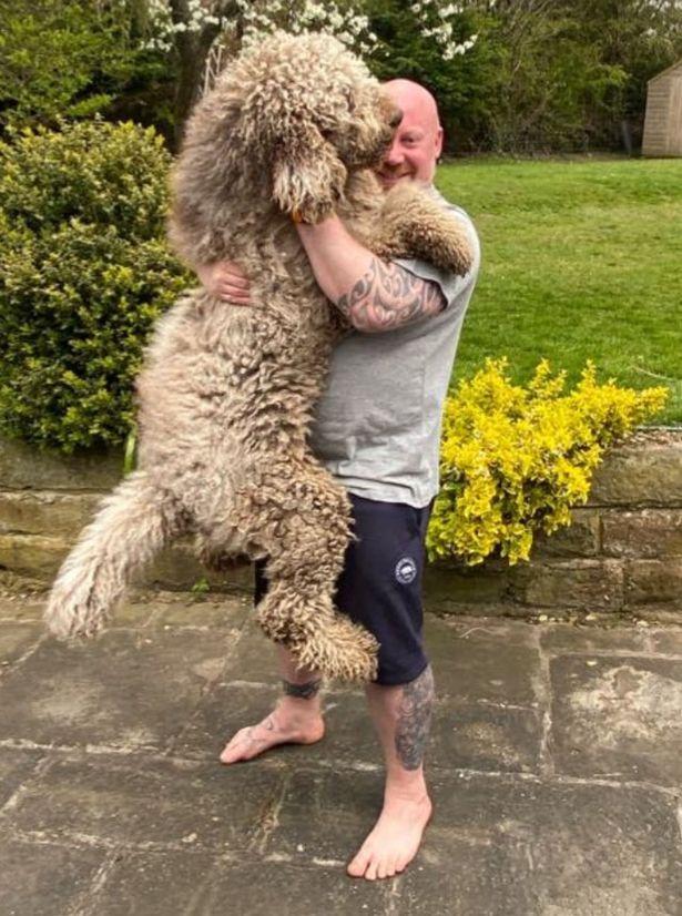 英国男子养了只高大上的狗主子,狗狗高1.8米重100斤爱