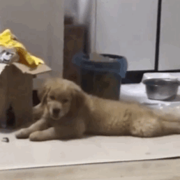 狗子的表情管理