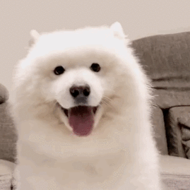 狗子的表情管理