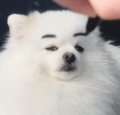 狗子的表情管理