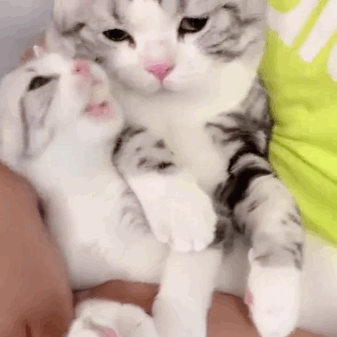 猫爸爸看着自己的小猫崽时,脑袋里的想法千奇百怪
