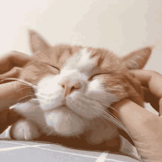 合租室友把我的猫踢吐血,只因抽烟时被猫抓了一下!