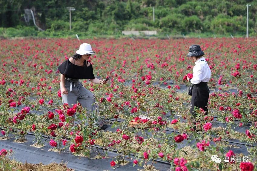 百亩玫瑰园,百种月季花,温岭这两处新"花园"