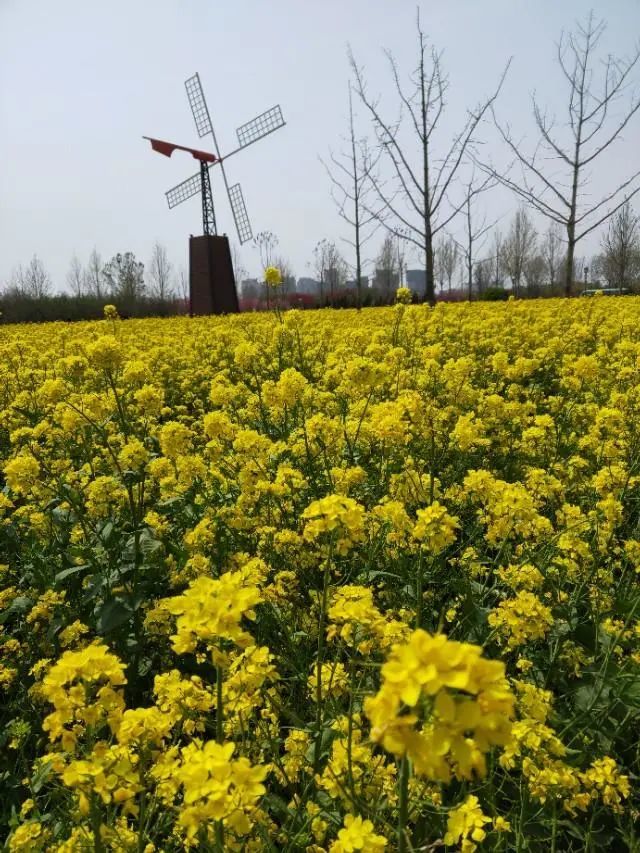 大名生态园百花盛开,景色怡人