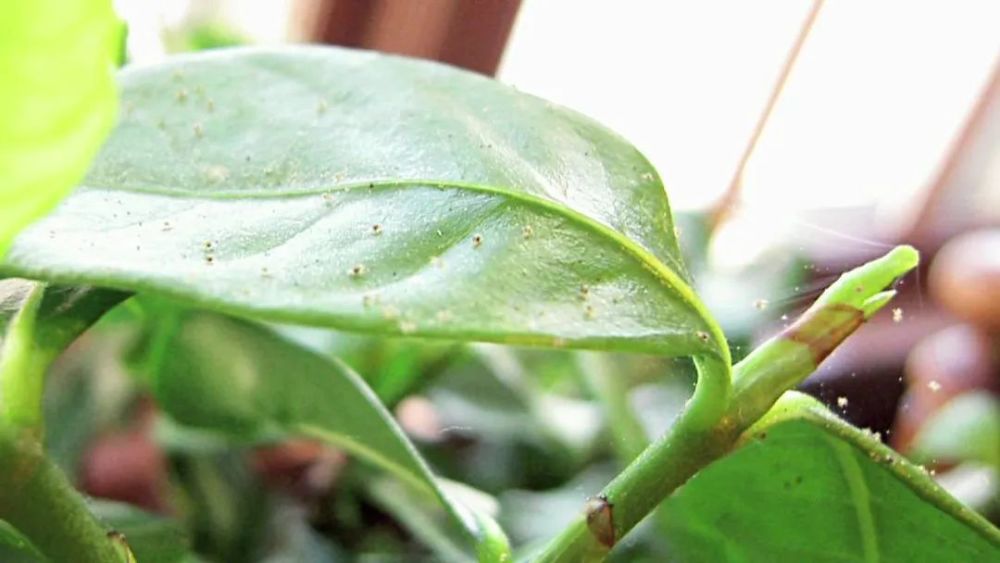 室内养盆栽容易滋生害虫的几个条件,常见的4种虫害都容易处理