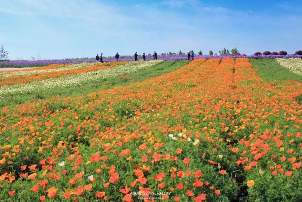 月季花,伏热花海,花园里,花田