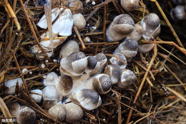 草菇栽培过程常见问题及原因有哪些?应该如何防治才能