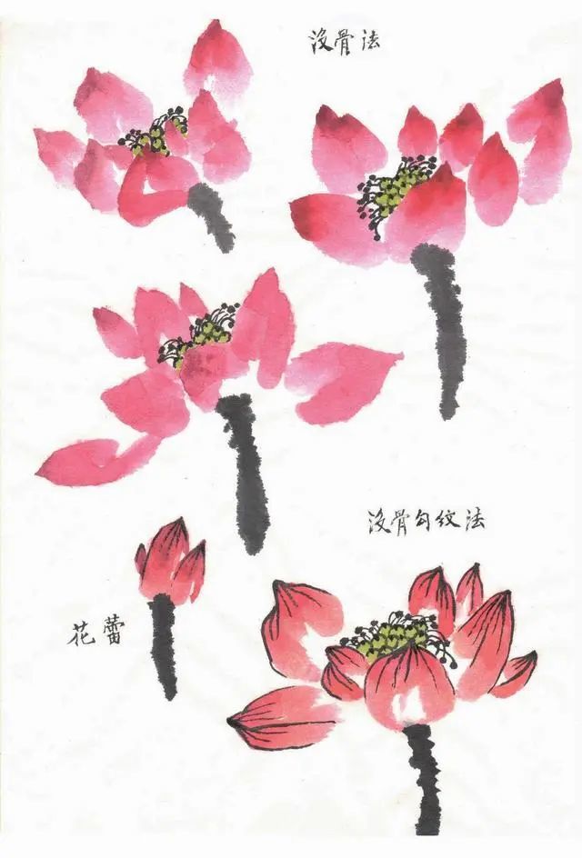 荷花画法技法解析,干货