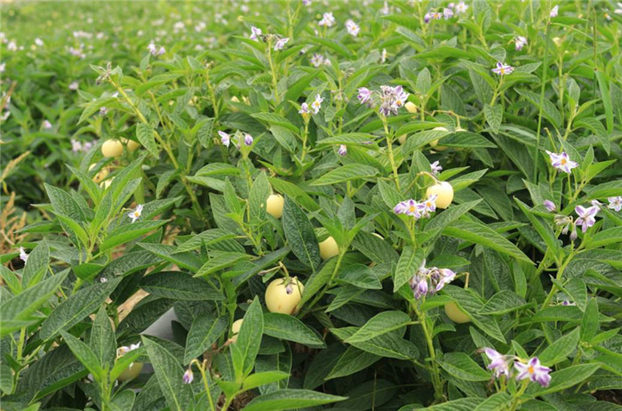 人参果,香瓜茄,水果,蔬菜,四季开花结果