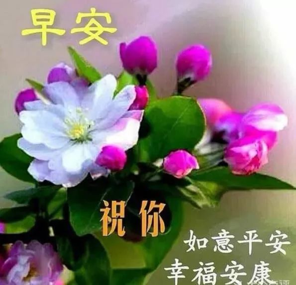 微信早上好漂亮鲜花祝福表情美图 最新早上好短信祝福