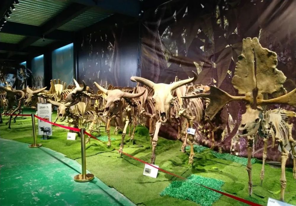 自然博物馆,自贡恐龙博物馆,罨画池,成都永陵,园林,恐龙化石