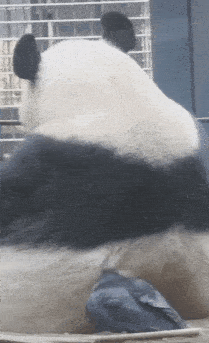 昨天,北京动物园又有乌鸦在熊猫身后薅屁股毛,还跳到了熊猫身上.