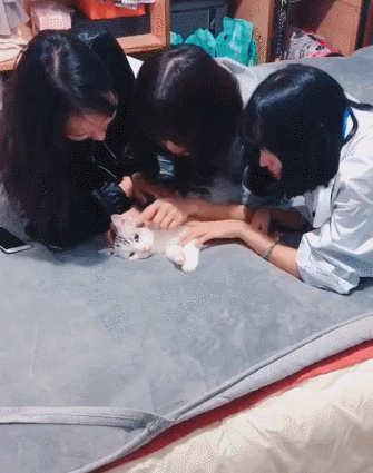 猫:不努力就会沦为女人的玩物!