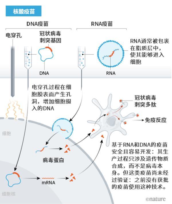 新冠疫苗,疫苗,sars-cov-2,冠状病毒