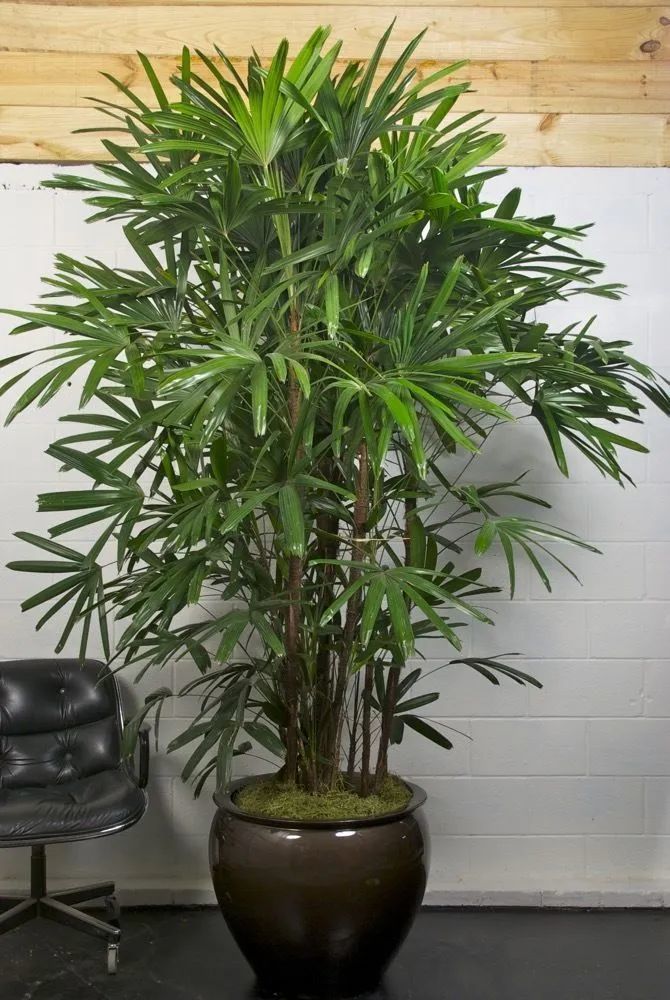 适合养小盆里的棕榈植物,具热带风情的棕竹,可增加室内氧气含量