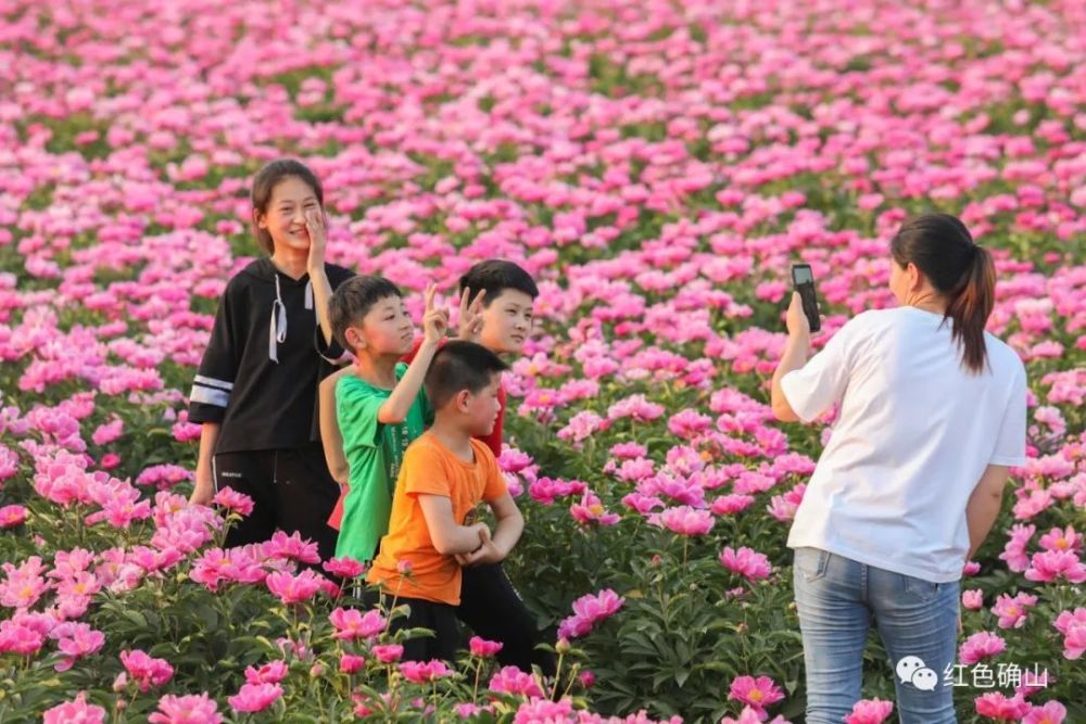 【确山风光】双河芍药赛牡丹