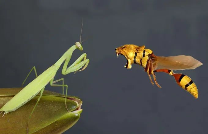 昆虫,螳螂,大黄蜂