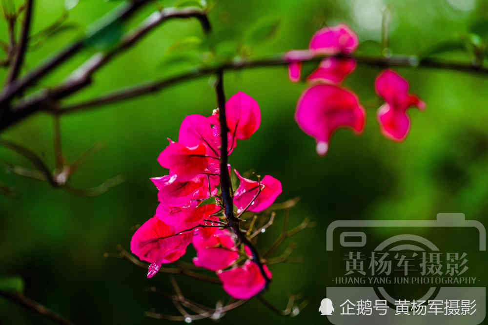 初夏娇美熟悉的花朵,雨中红艳迷人的三角梅花