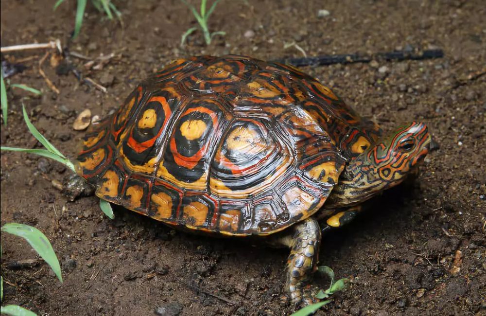 哥斯达黎加木纹龟