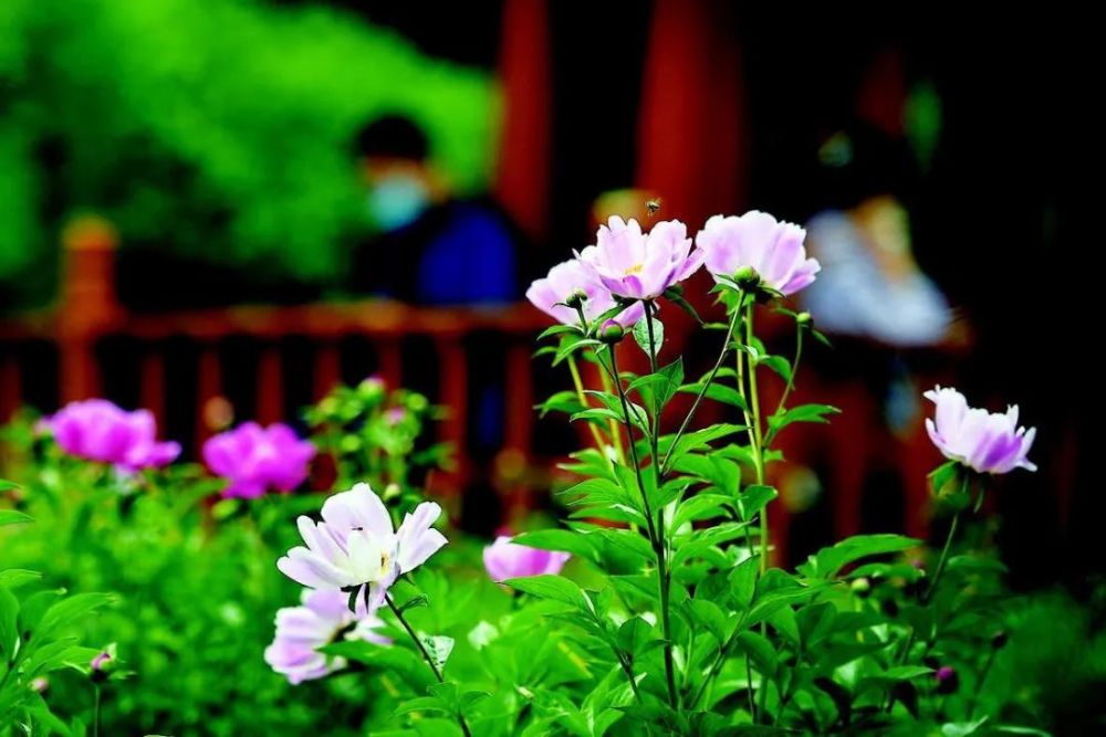 约起去赏花 公园众多花卉迎来最佳观赏期 看点快报